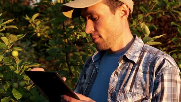 Farmer with Tablet Neaar Apple Tree