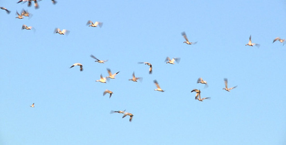 Snow Geese Migration