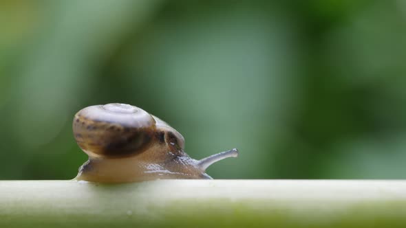 Life of snails in the nature