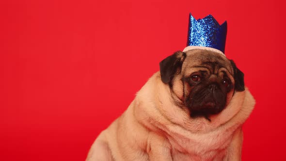 Cute dog with crown on head.