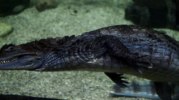 A Crocodile Swims in an Aquarium in the Moscow Aquarium