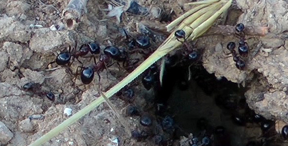 Ants 2