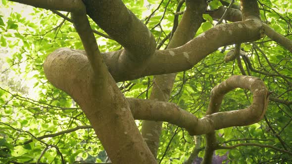 Twisty Tree Branches With Leafy Canopy Moving Shot