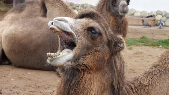 The Camel Yawns While Lying On The Sand.