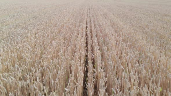 Wheat field top view from drone