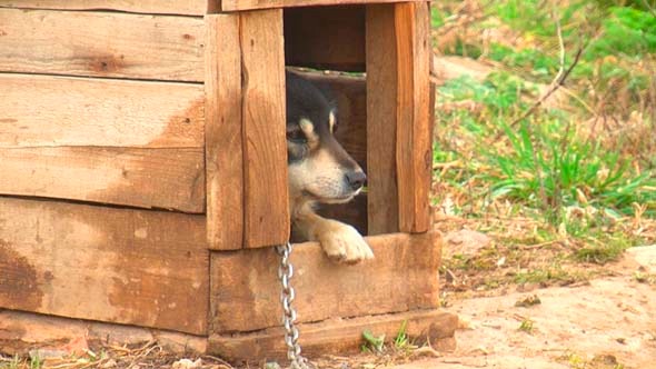 Dog In The Yard 1