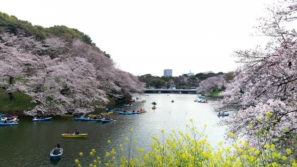 Wide panoramic of Chidorigafuchi Park with cherry blossom. Rowboats at the Imperial Palace moat. Cam