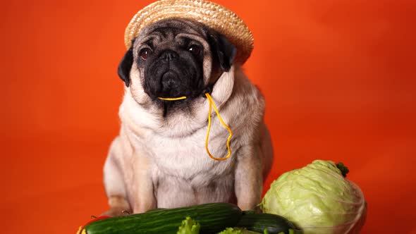 Close Up of Tired Cute Pug with Tomatoes Cucumbers Lettuce and Cabbage on Orange Background