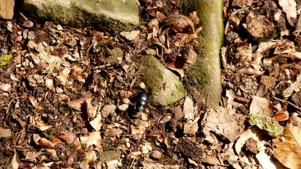 Dung Beetle Walking on the Forest Floor