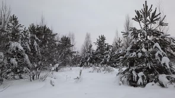 Birch Forest on a Sunny Winter Day