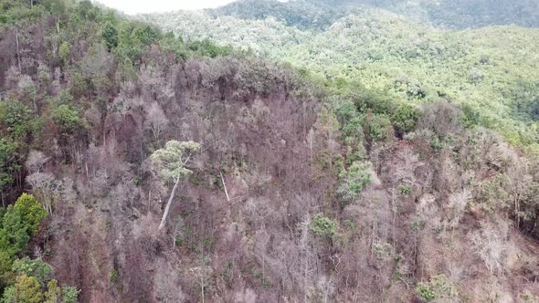 Leafless tree branches in jungle 