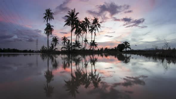 Timelapse coconut trees with sunrise.