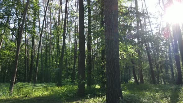 Beautiful Green Forest on a Summer Day Slow Motion