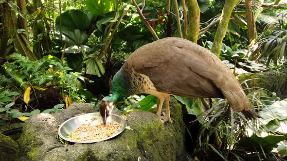 Feeding Exotic Birds with Brown Plumage Female Peacock in the Tropical Park