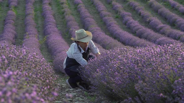 Lavender Fields Herb Farm