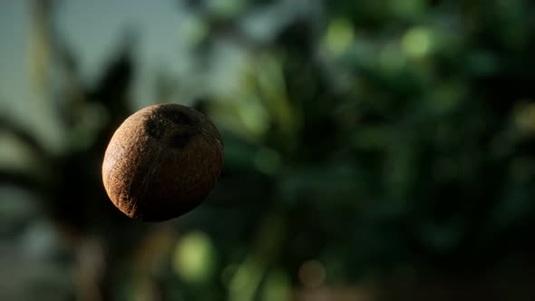 Extreme Slow Motion Falling Coconut in Jungle