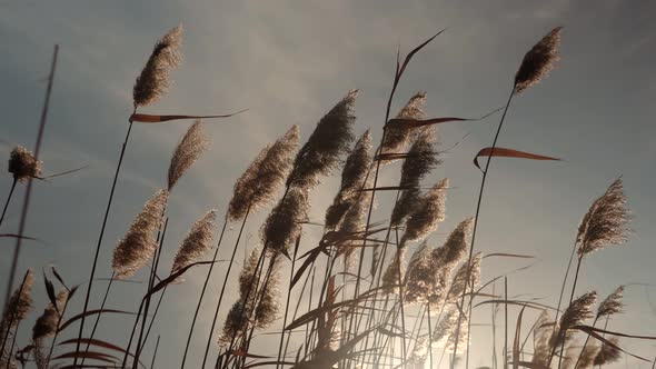 Grass Sway On Wind. Reed In Meadow Sways. Fall In Herb Meadow On Pond Countryside. Nature Windy Day.