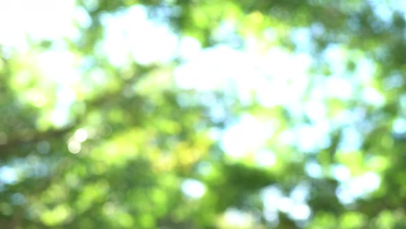 Sunlight shining through tree canopy, defocused