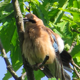 Eurasian Jay - VideoHive Item for Sale