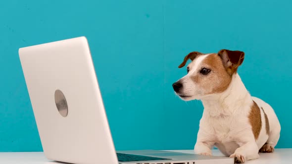 Dog Looking at Laptop with Interest
