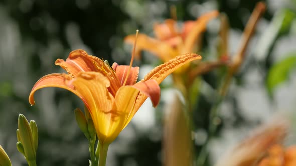 Shallow DOF day-lily beautiful flower 4K 2160p 30fps UltraHD footage - Close-up of Hemerocallis fulv