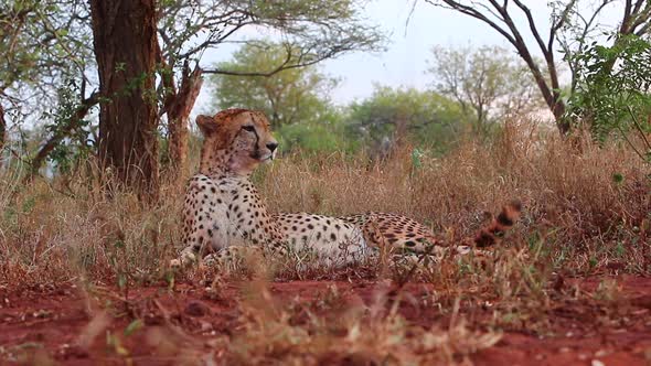 A female cheetah, Acinonyx jubatus lays down in the shade and is viewed at eye level during the summ