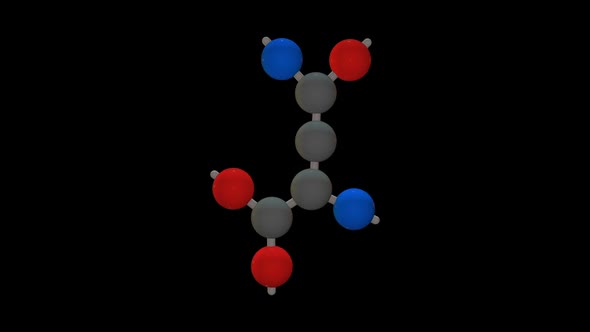 L-Asparagine - Amino acid model