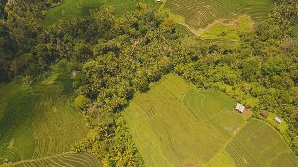 Terrace Rice Fields BaliIndonesia