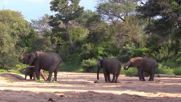 Wide shot of elephants throwing sand on themselves while standing in a empty riverbed in Timbavati,