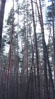 Vertical Video of the Pine Forest in the Afternoon