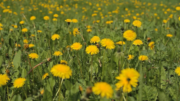 Meadow With Yellow Flowers Of Dandelions