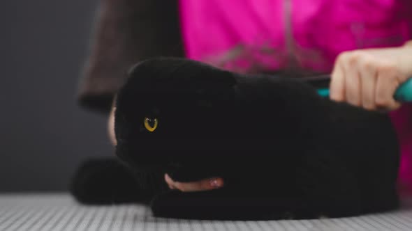 Combing a Black Cat with a Hair Brush