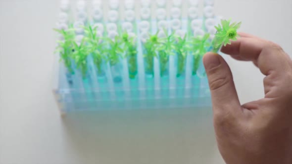 Close Up View. Rearacrcher's Hands in a Laboratory with a Test Tube and Green Sprout. alt