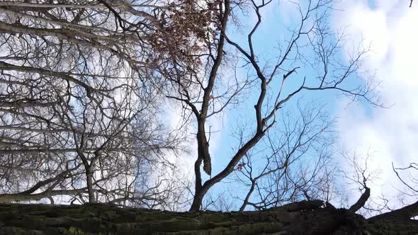 Vertical Video of the Forest with Trees Without Leaves