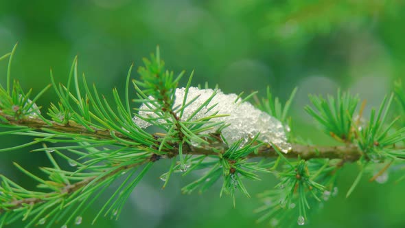 Snow On Branch