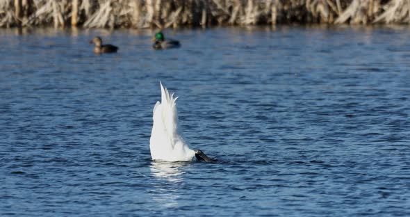 Wild mute swan in spring on pond