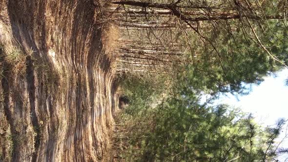 Vertical Video of a Forest with Many Trees in Autumn