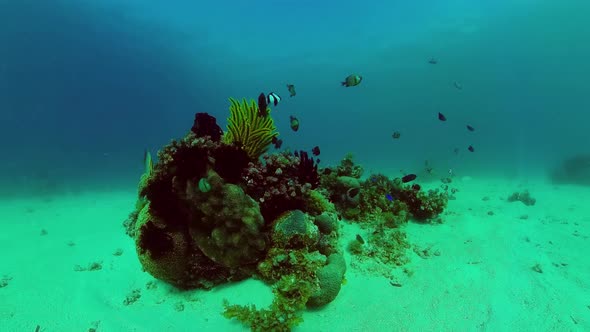 Coral Reef and Tropical Fish. Panglao, Philippines.