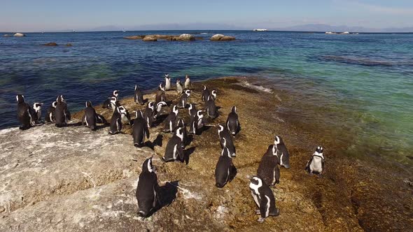 African Penguins On Coastal Rocks
