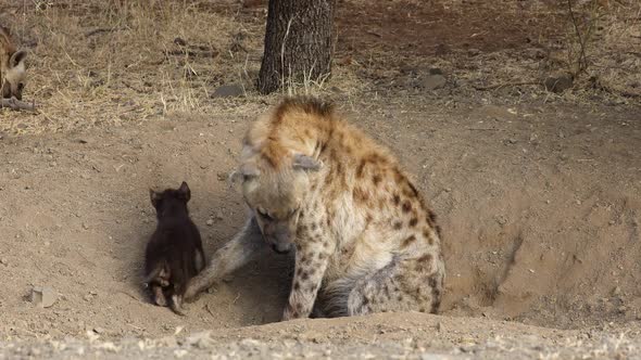 Spotted Hyena At Den - Kruger National Park