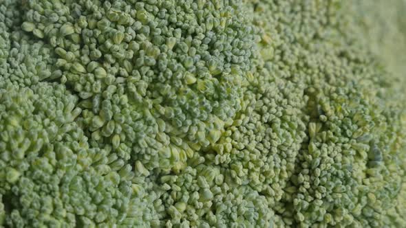 Tiling over broccoli Brassica oleracea 4K  footage