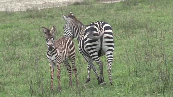 Mother and baby zebra at Ngorongoro Conservation Area 