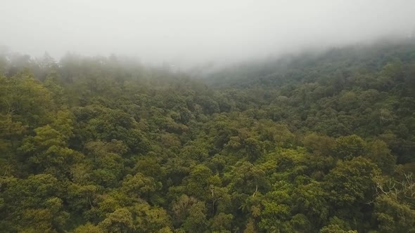 Rainforest in Cloud BaliIndonesia