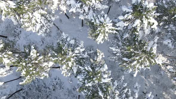 Forest Winter Snow