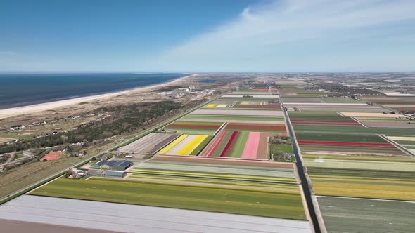 Tulip fields in The Netherlands 8 - North-Holland spring season - Stabilized droneview in 4k