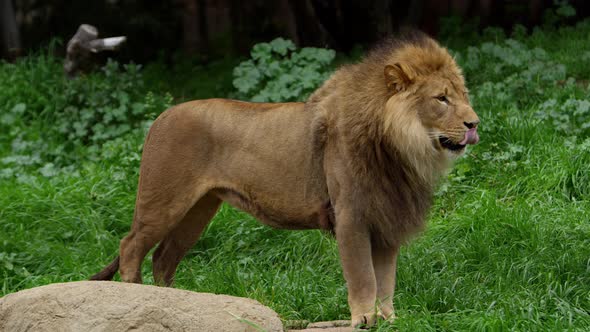 king lion overlooking his pride from a rock