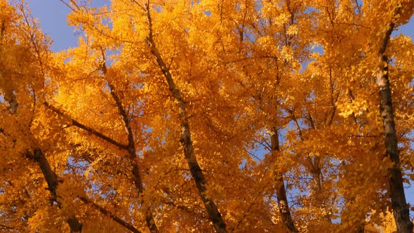 The bright yellow leaves of the Ginkgo Biloba tree in autumn