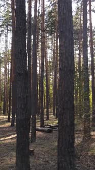 Vertical Video Autumn Forest with Trees By Day