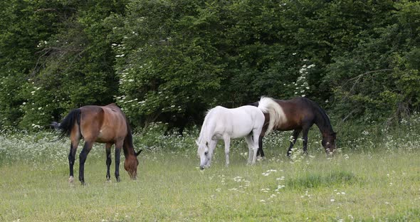 herd of horses grazing in a spring meadow