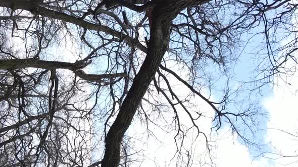 Vertical Video of the Forest with Trees Without Leaves